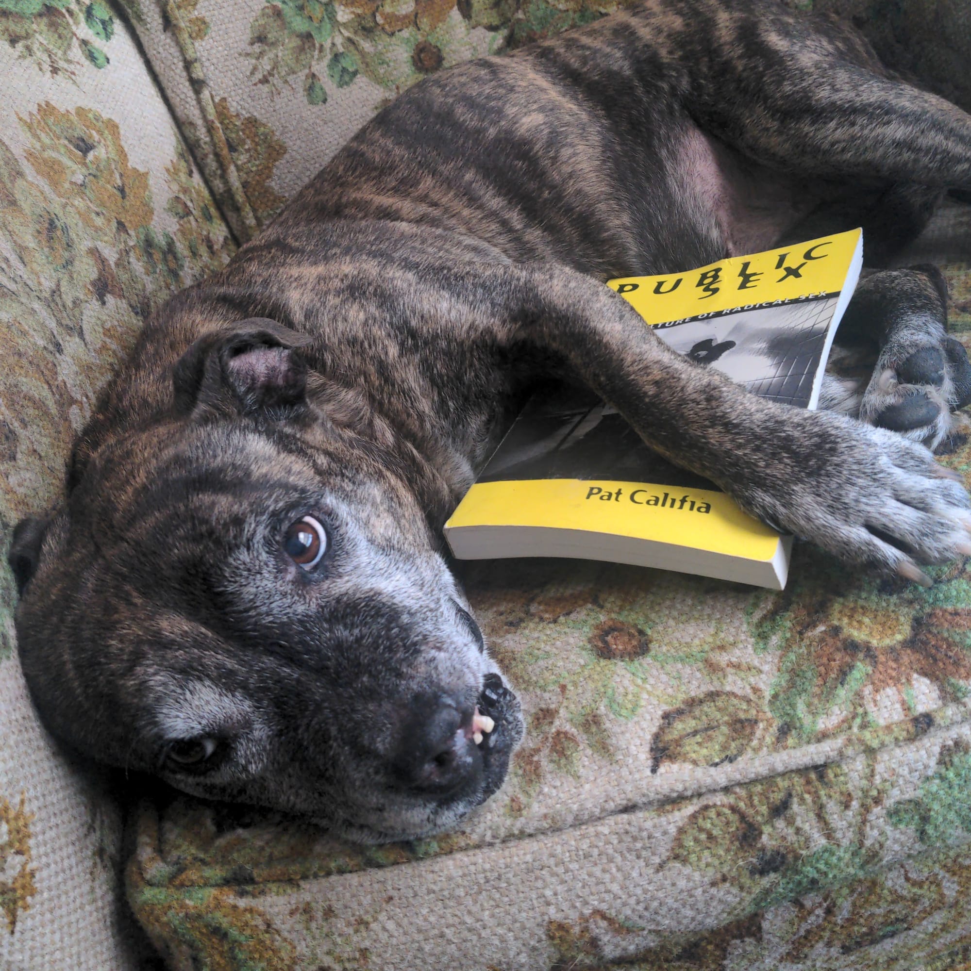 My reverse-brindle pitbull, Darlene, sits on a floral 70s chair with a worn copy of Califia's book. She looks up to the camera like a precious good girl with a beautiful snaggletooth who would never do anything wrong.