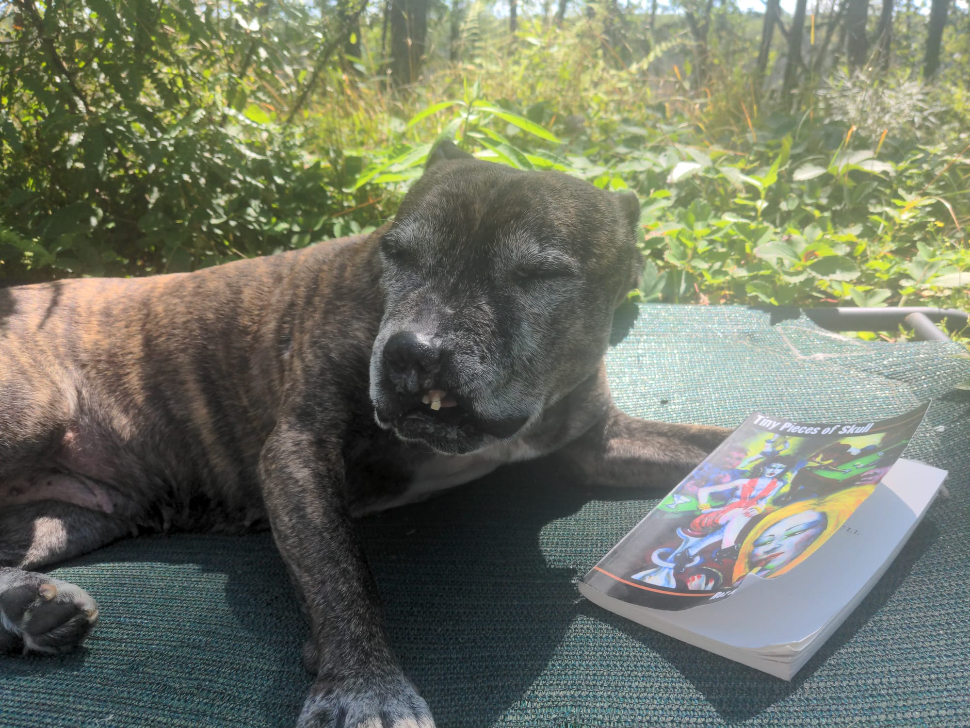 My elderly reverse-brindle pitbull Darlene sits outside on her dog bed with a copy of Kaveney's book beside her. It is sunny and there are many plants in the background, and she has her eyes closed and looks like a perfect good girl.