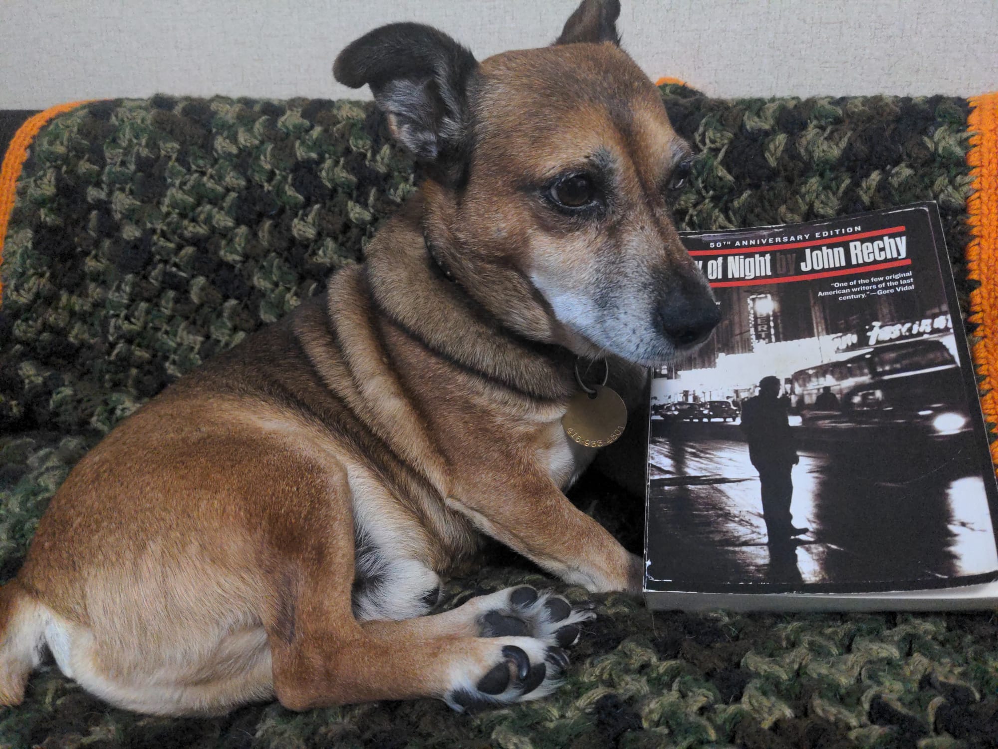 My friend's little gay dog, Mister, poses with a copy of City of Night while resting on a crocheted camouflage blanket. Mister has reddish-brown and white fur and looks up, slightly concerned.