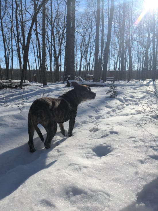 My elderly pitbull Darlene looks over her shoulder as she walks through the snowy woods, her shadow stretching behind and the sun shining brightly in a blue sky ahead.